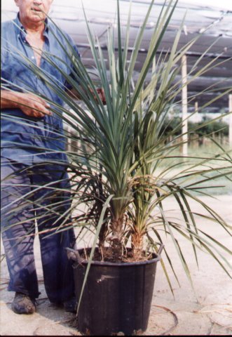 piantadavivaiocordylinaaustralistouffv37hcm100_125.jpg