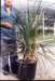 piantadavivaiocordylinaaustralistouffv37hcm100_125_small.jpg