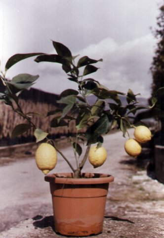 piantadavivaiolimonerifiorentecespuglioinvasostilcotto20a.jpg